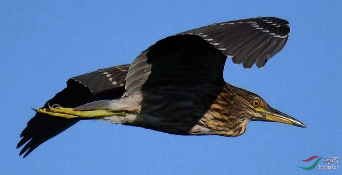 DSC_4642_����.jpg