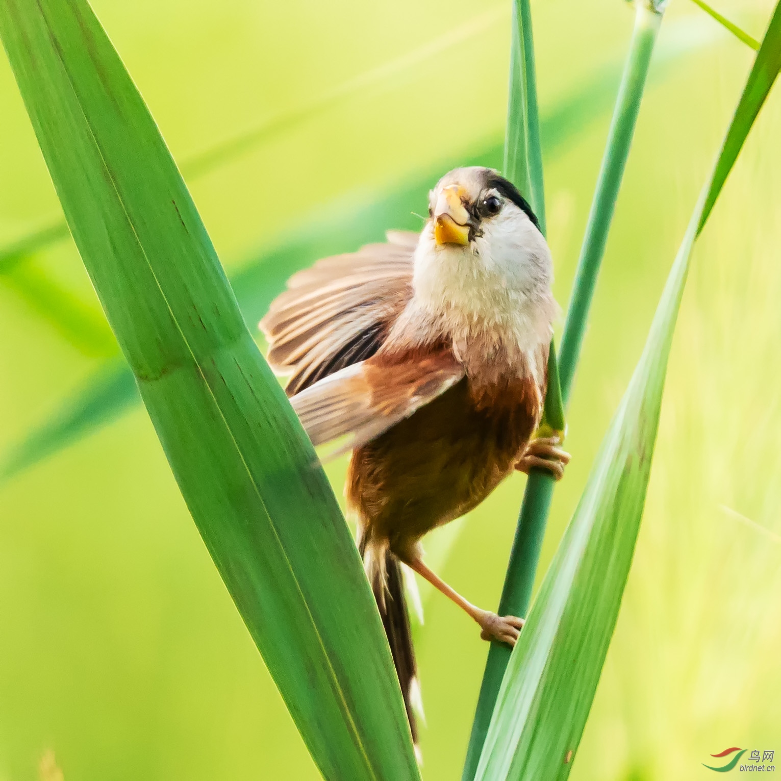 夕阳下的震旦雅雀