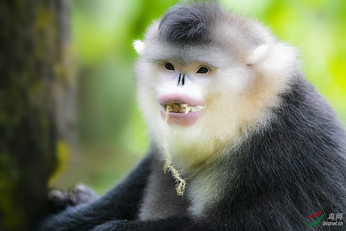 云南滇金丝猴大公猴热烈祝贺本帖荣获鸟网首页精华