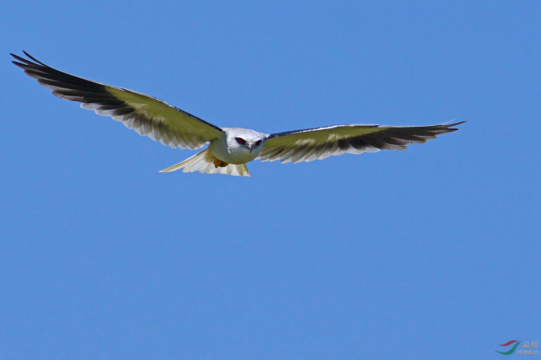 黑翅鸢蓝天中滑翔