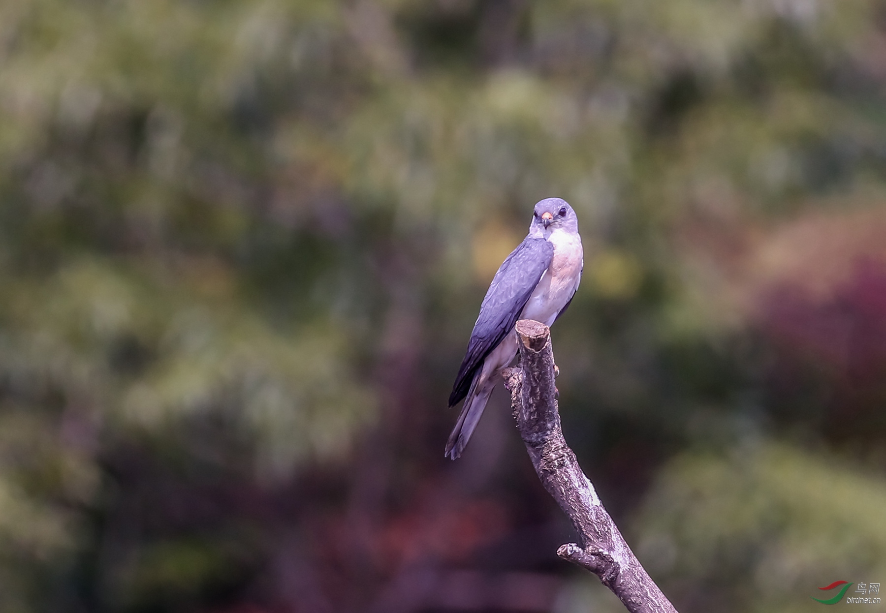 916A6060   �ูӥ.jpg