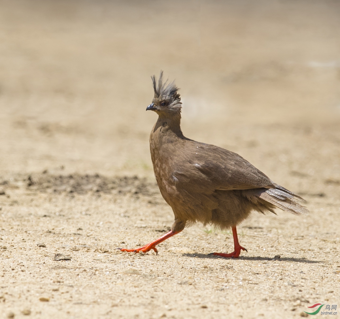 _F4I1411-1��������_���� ��Ѫ�� �������У�.JPG