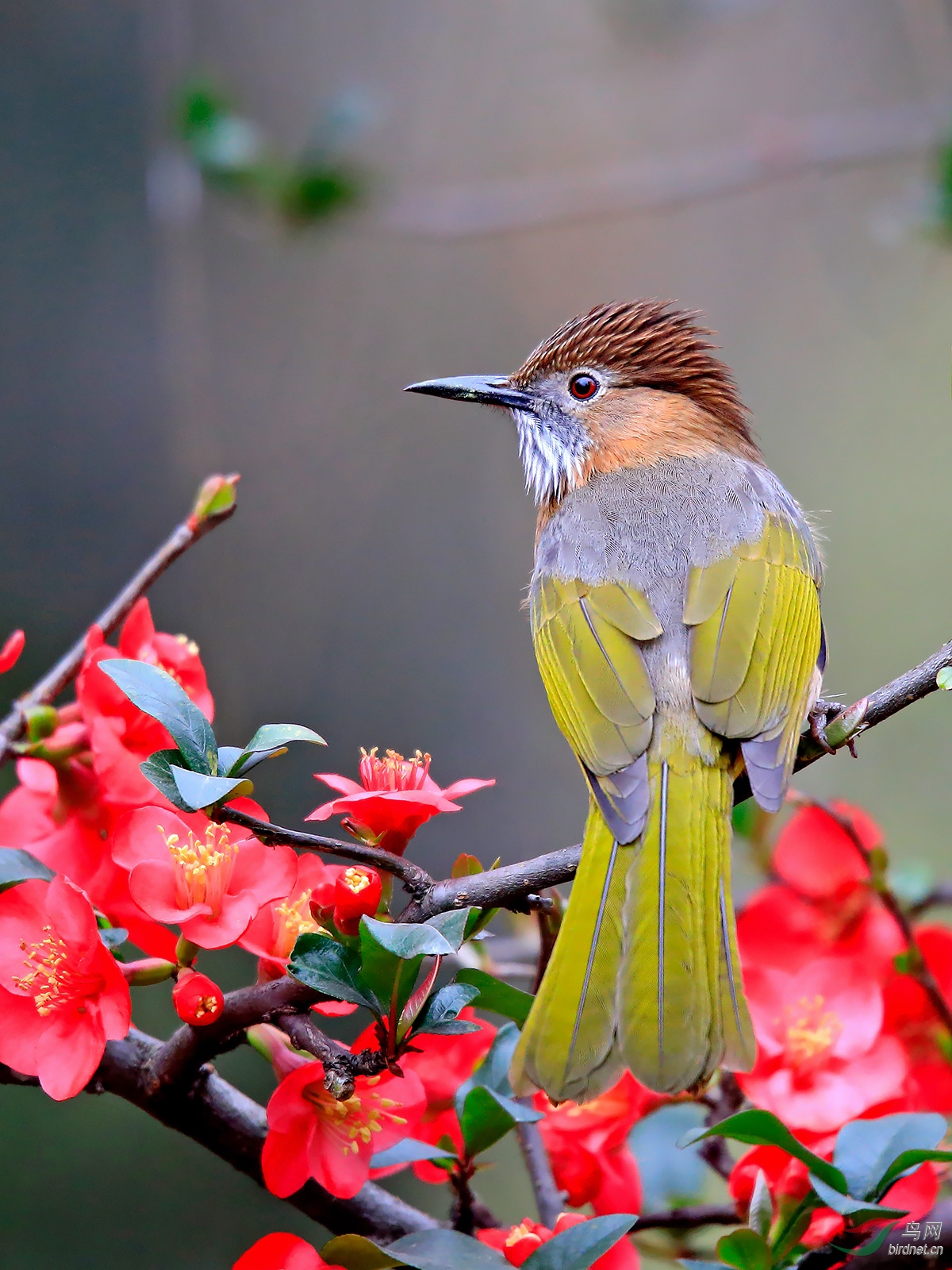 回眸(绿翅短脚鹎)