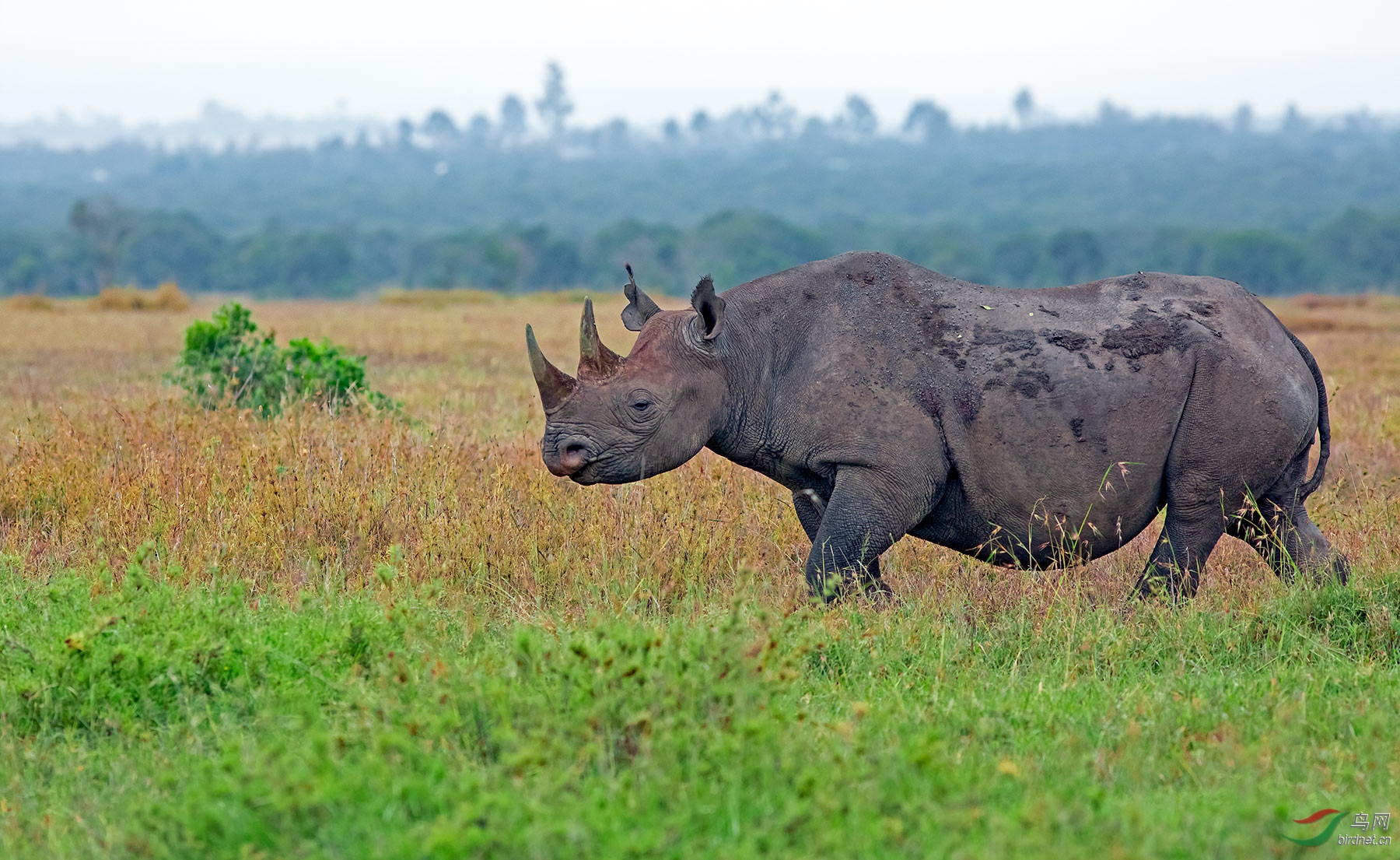 草原大块头犀牛恭贺老师佳作获鸟网动物精华
