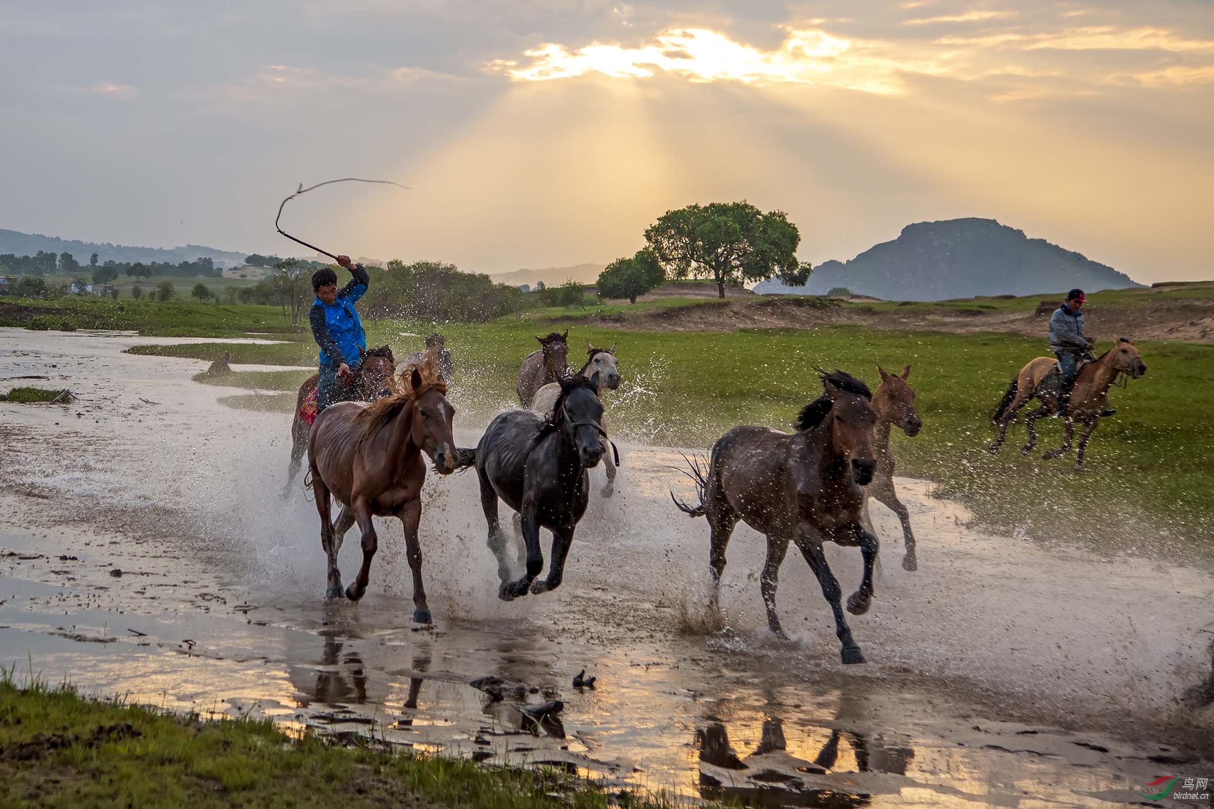 奔腾的马队