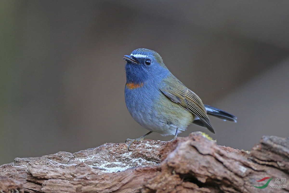 ���ؼ��l (2).JPG