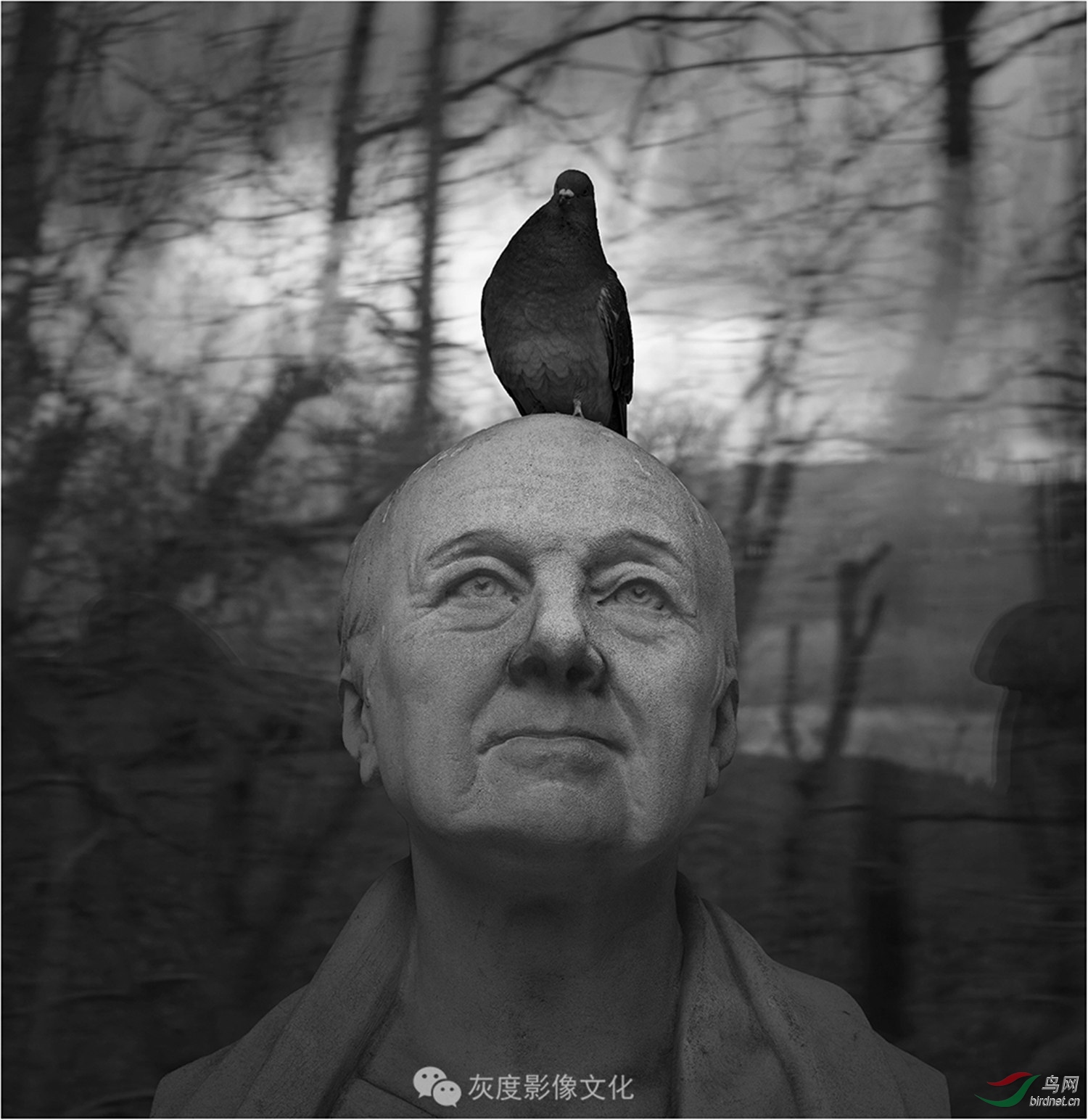 18鸽子  pigeon.jpg