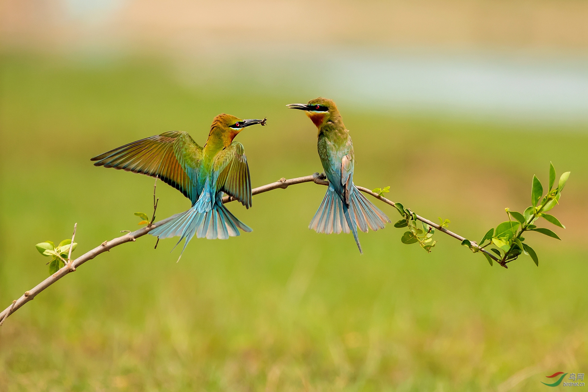 温馨柔情嘴对嘴