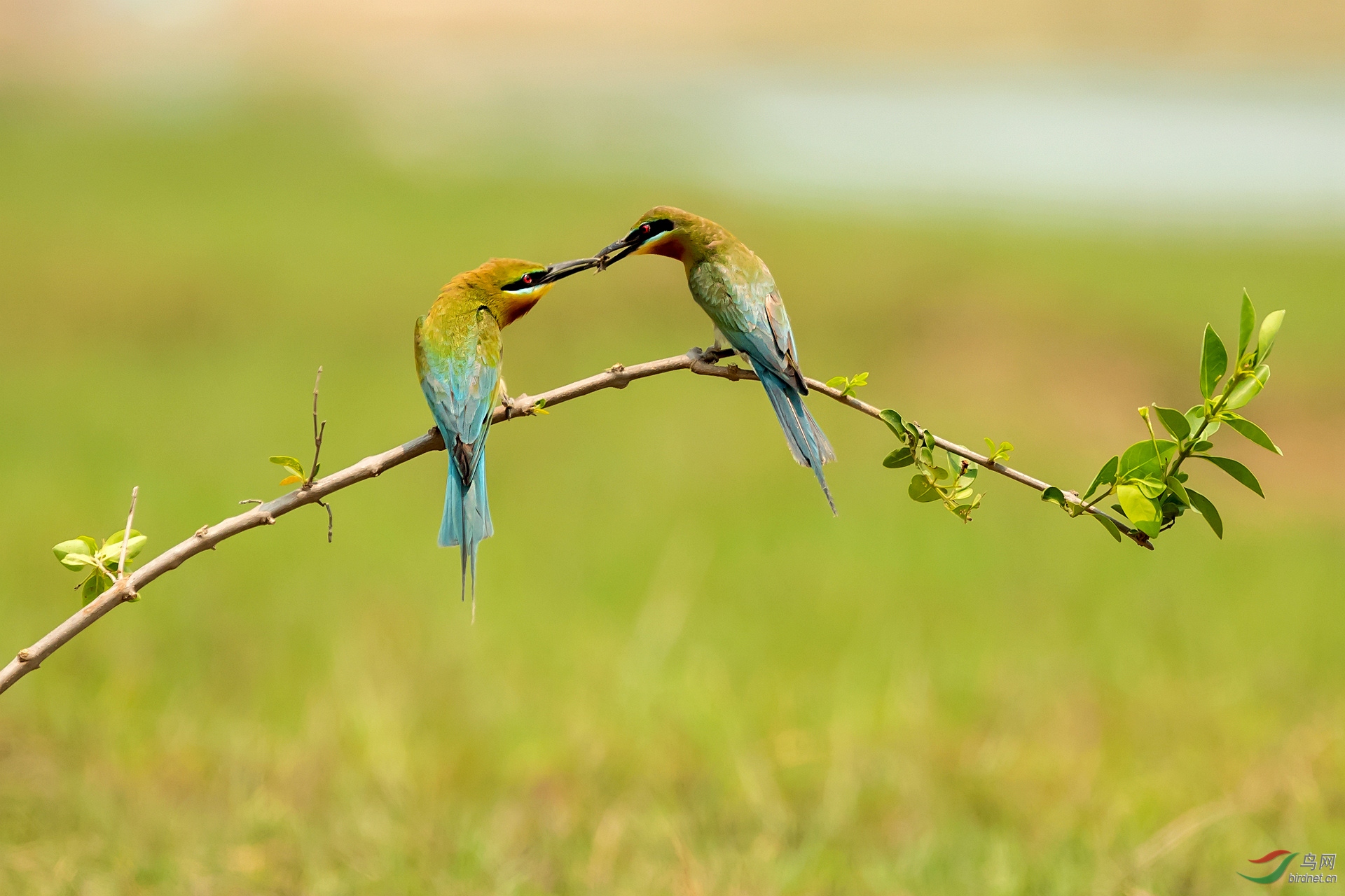 温馨柔情嘴对嘴