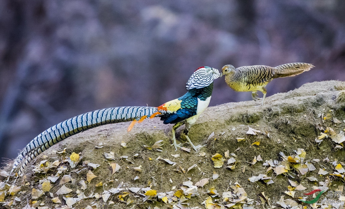 _F4I1292-1�������� �װ��� ���׸����� �ӱ�ʯ��ׯ��.JPG