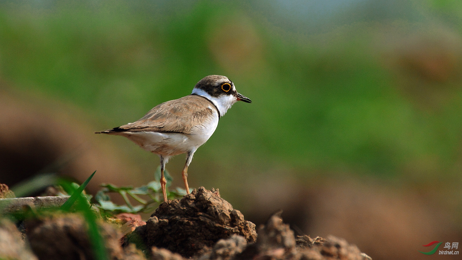 ���� DSC_3585.JPG