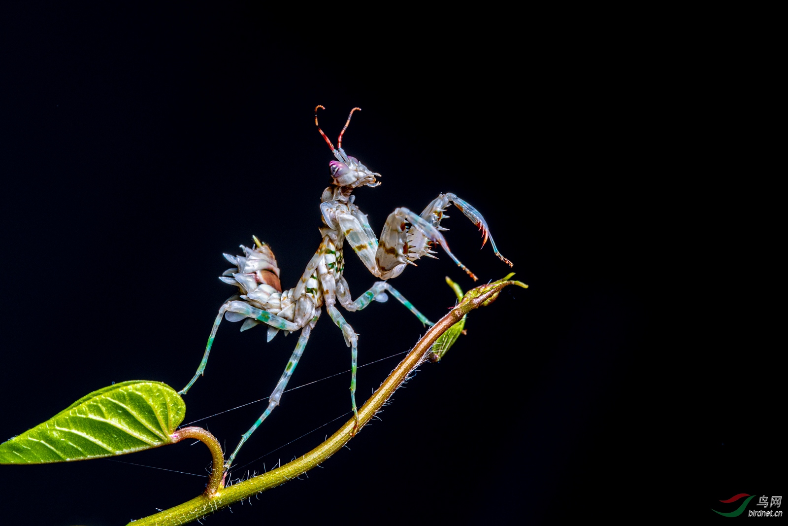 刺花螳螂荣获首页精华