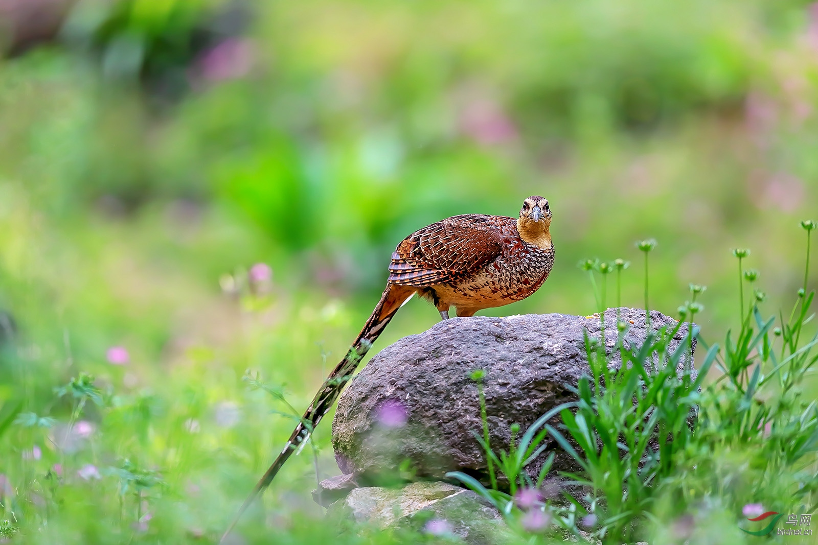 雌性白冠长尾雉