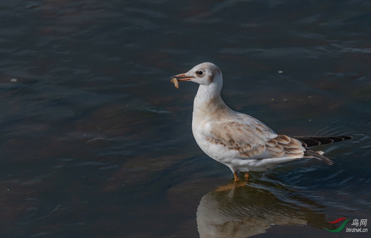 dsc_2290_ABC��ͼ.jpg