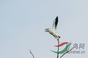 DSC04323 - ����.jpg