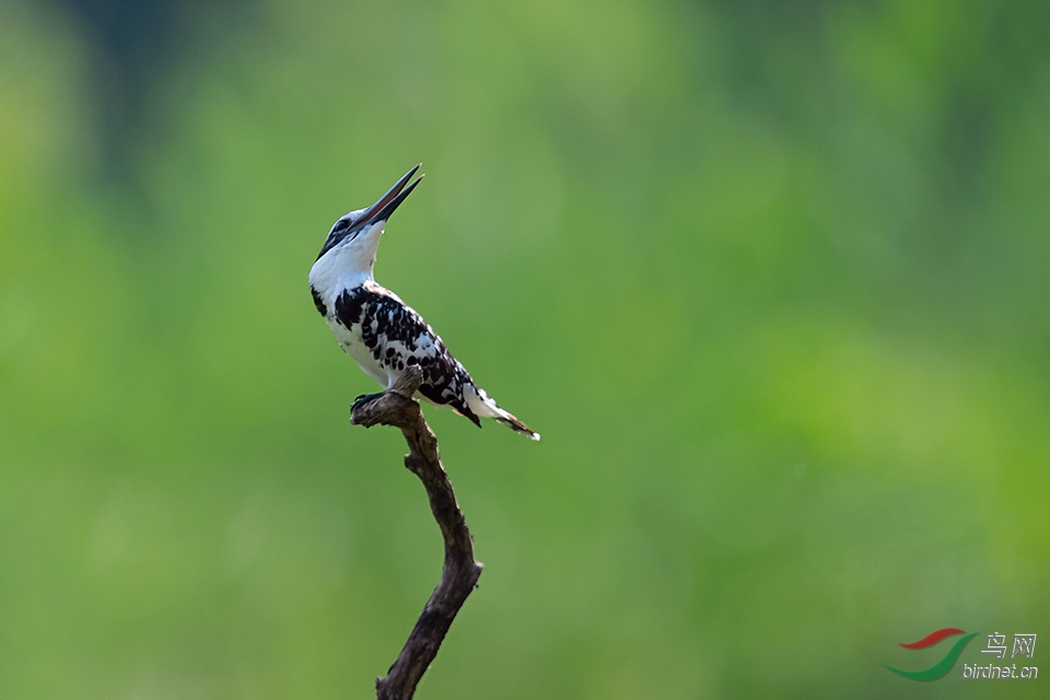 DSC_7407_DxOa.jpg