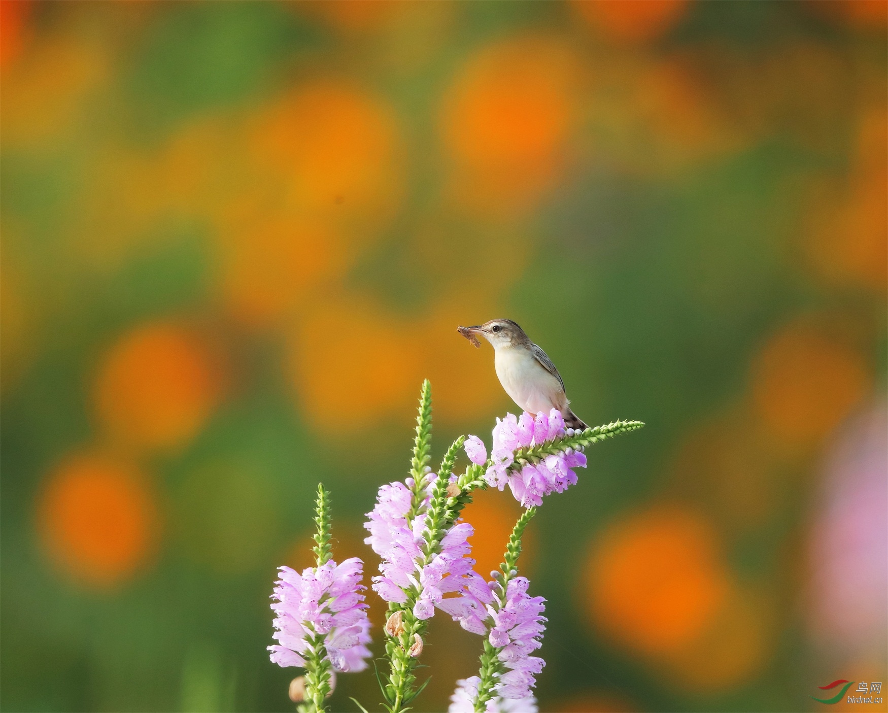 1 - ����.JPG