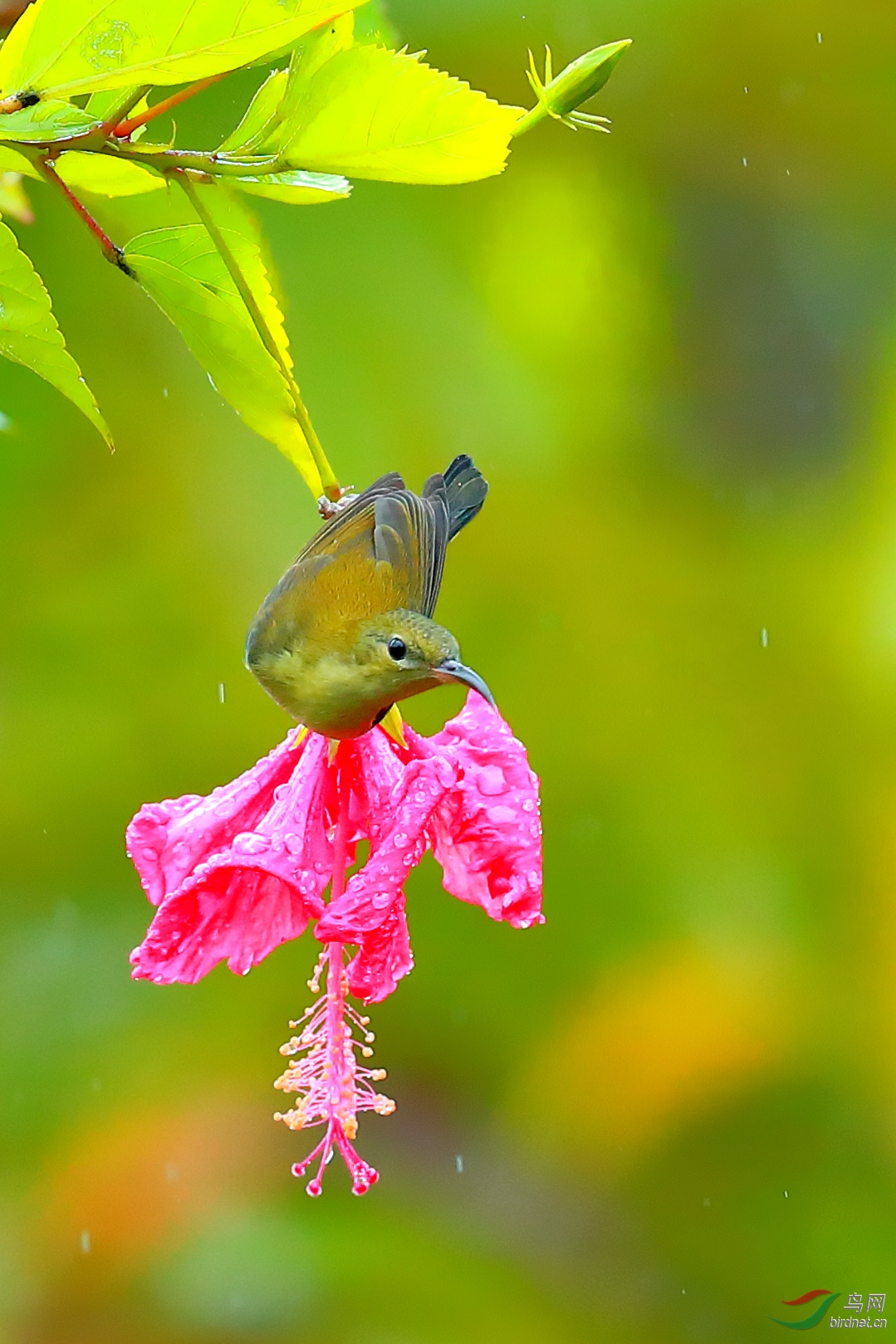 黄腹花蜜鸟