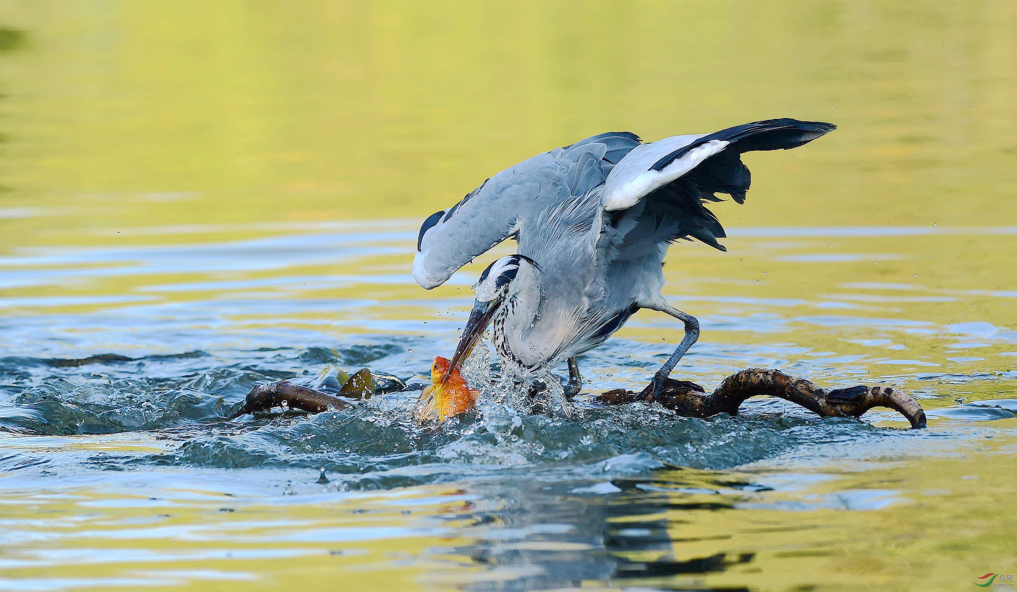 苍鹭捕鱼瞬间