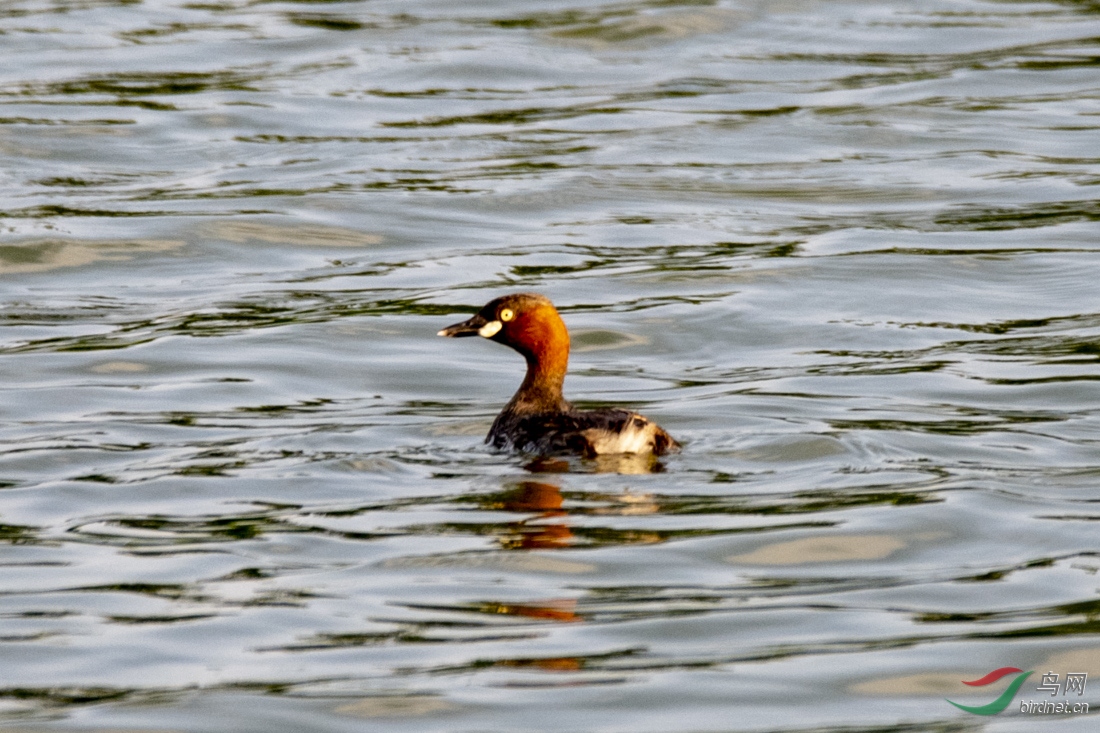 D85_2972.jpg