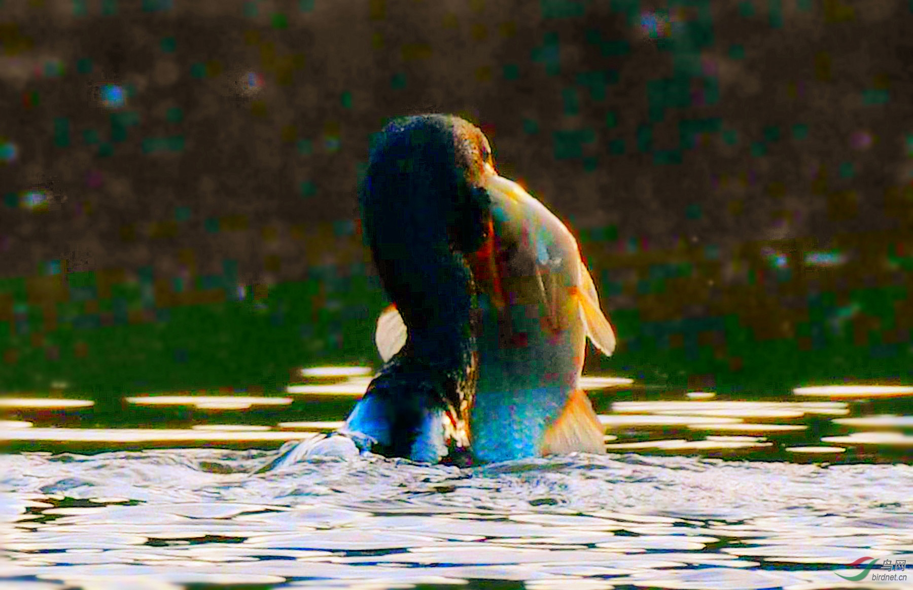 DSC_3639_����.jpg