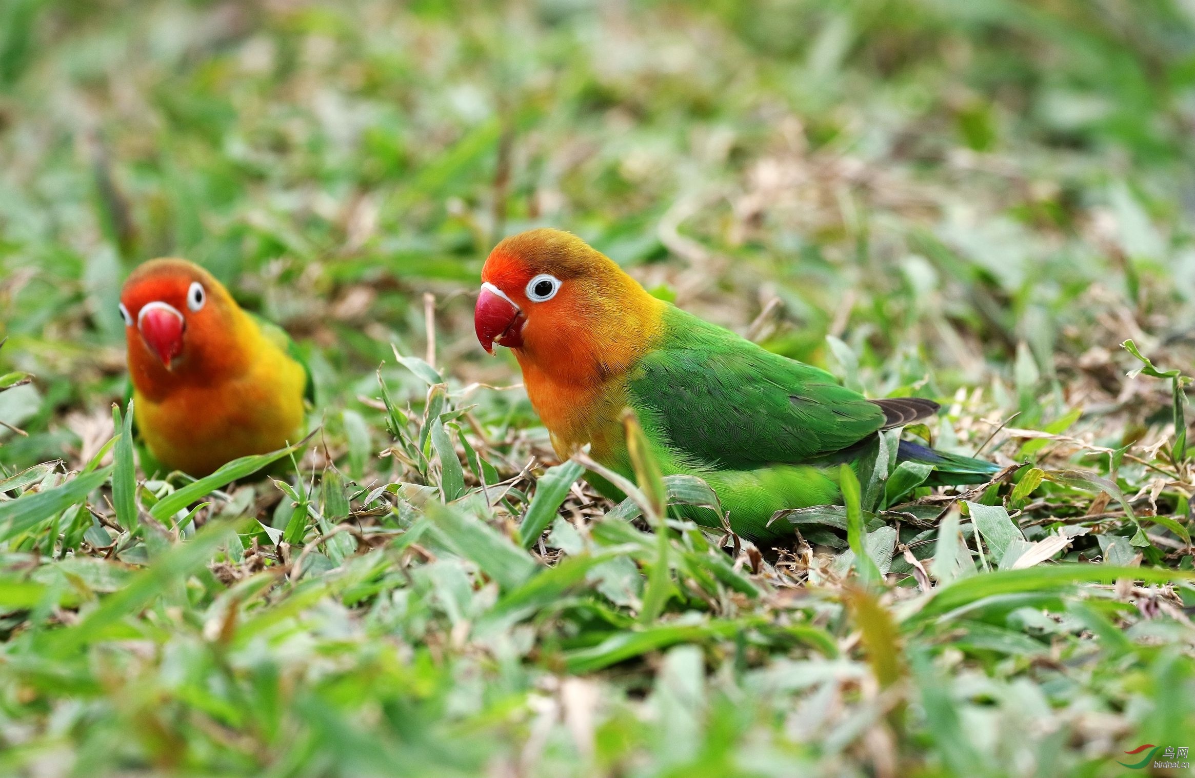 草地上的牡丹鹦鹉