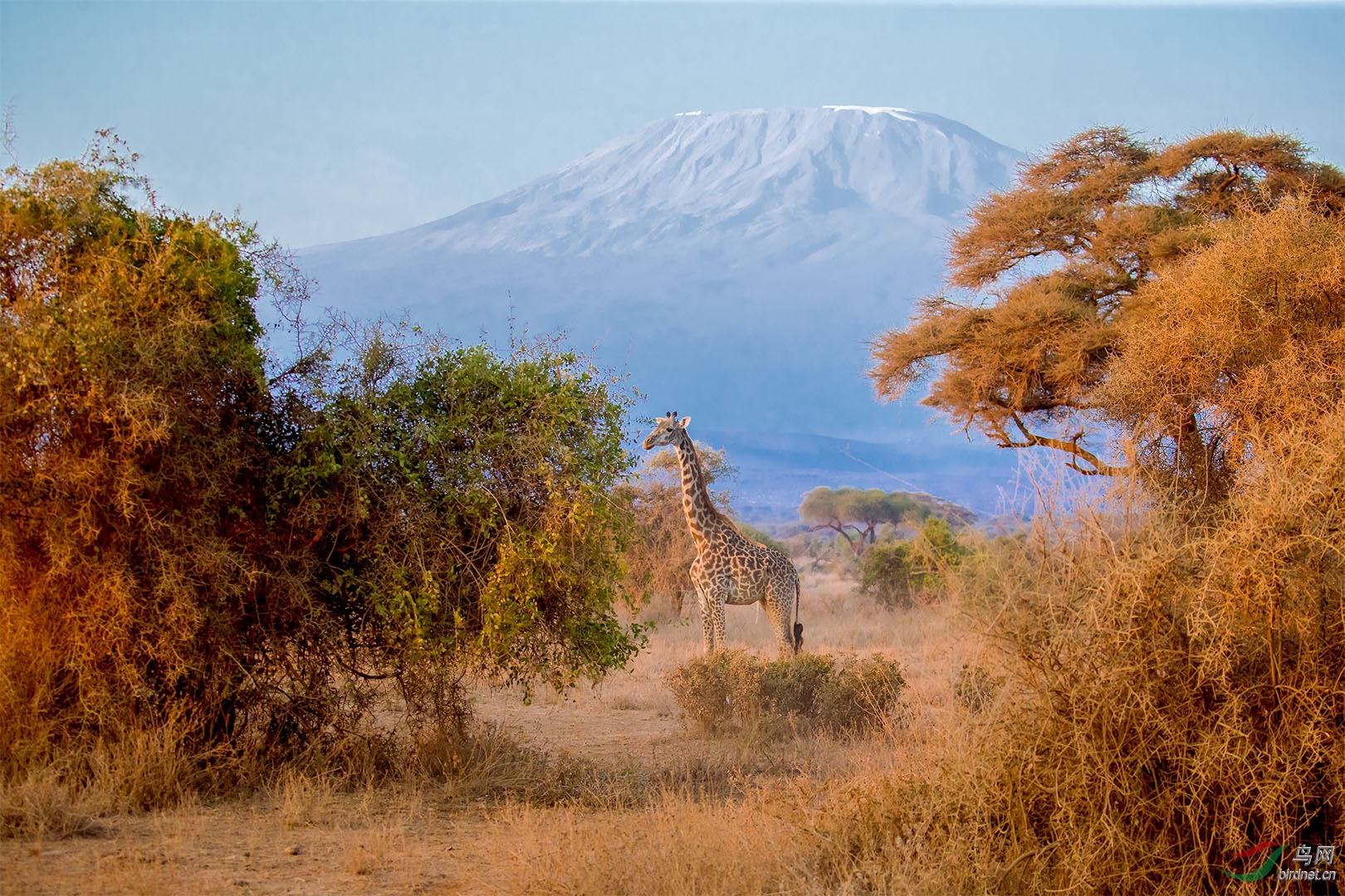 乞力马扎罗山脚下的长颈鹿
