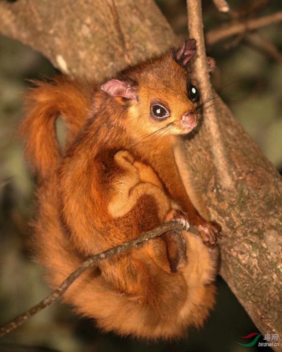 夜拍:棕鼯鼠