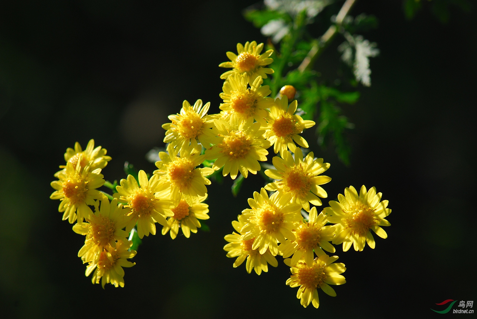 野菊花