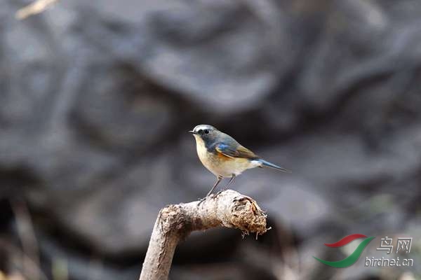��˼�� 275.jpg