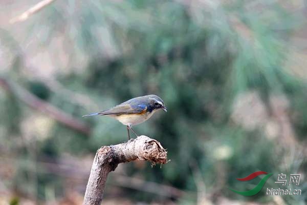 ��˼�� 434.jpg