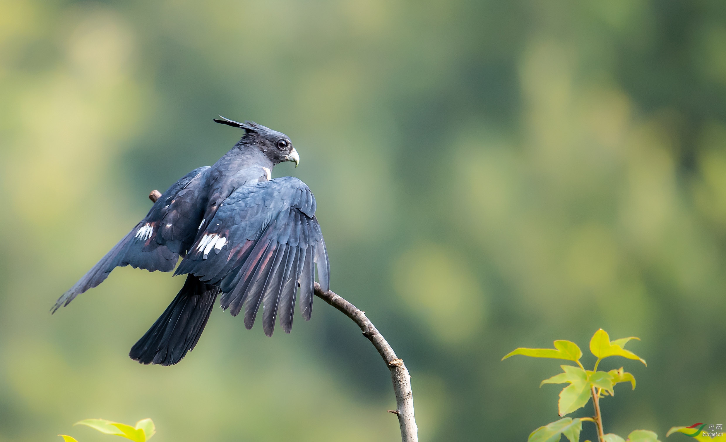 [猛禽] 年会--黑冠鹃隼--法师