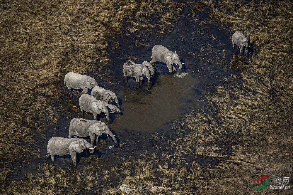 16-喝水 drinking.jpg