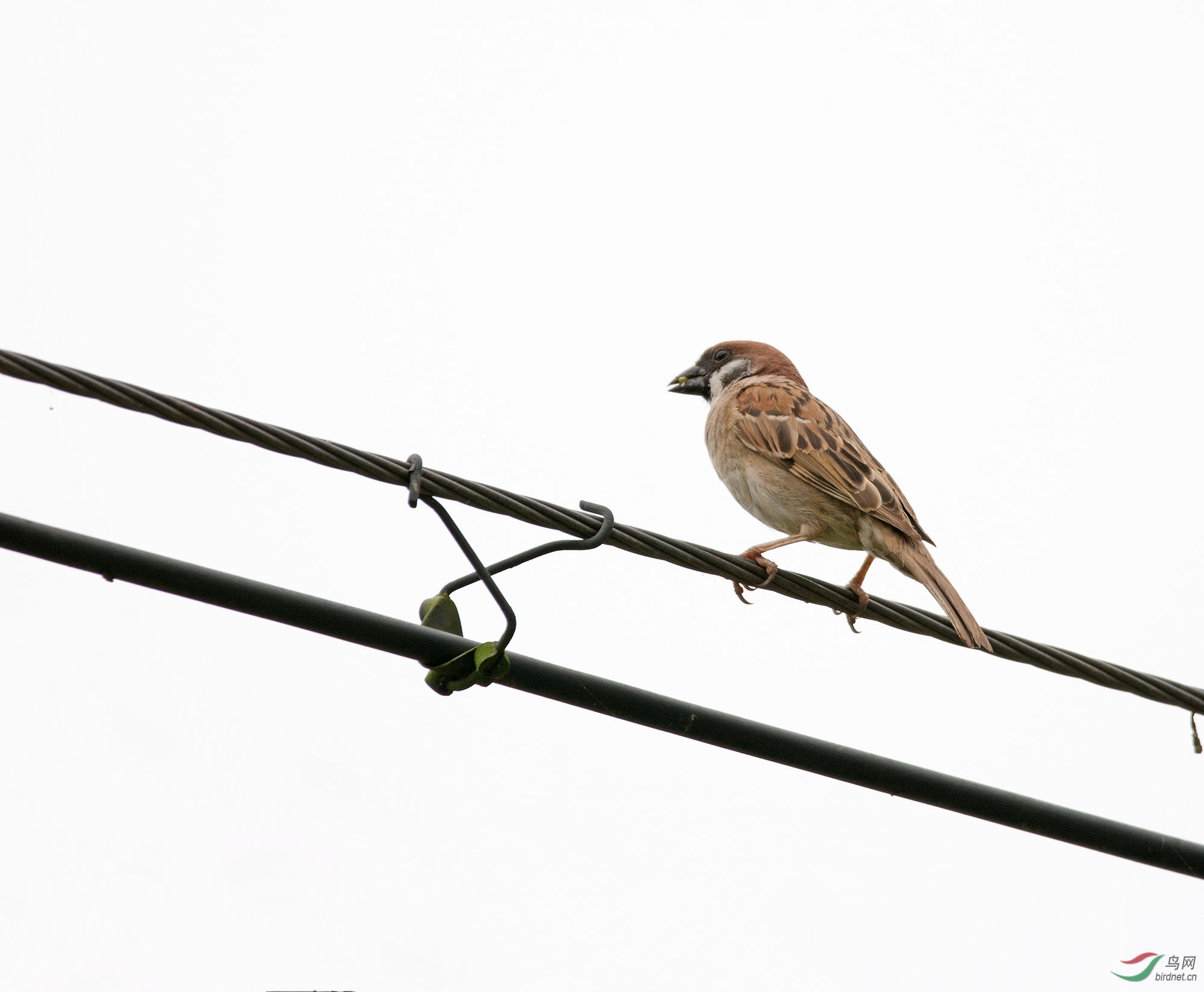 DSC_8099.jpg