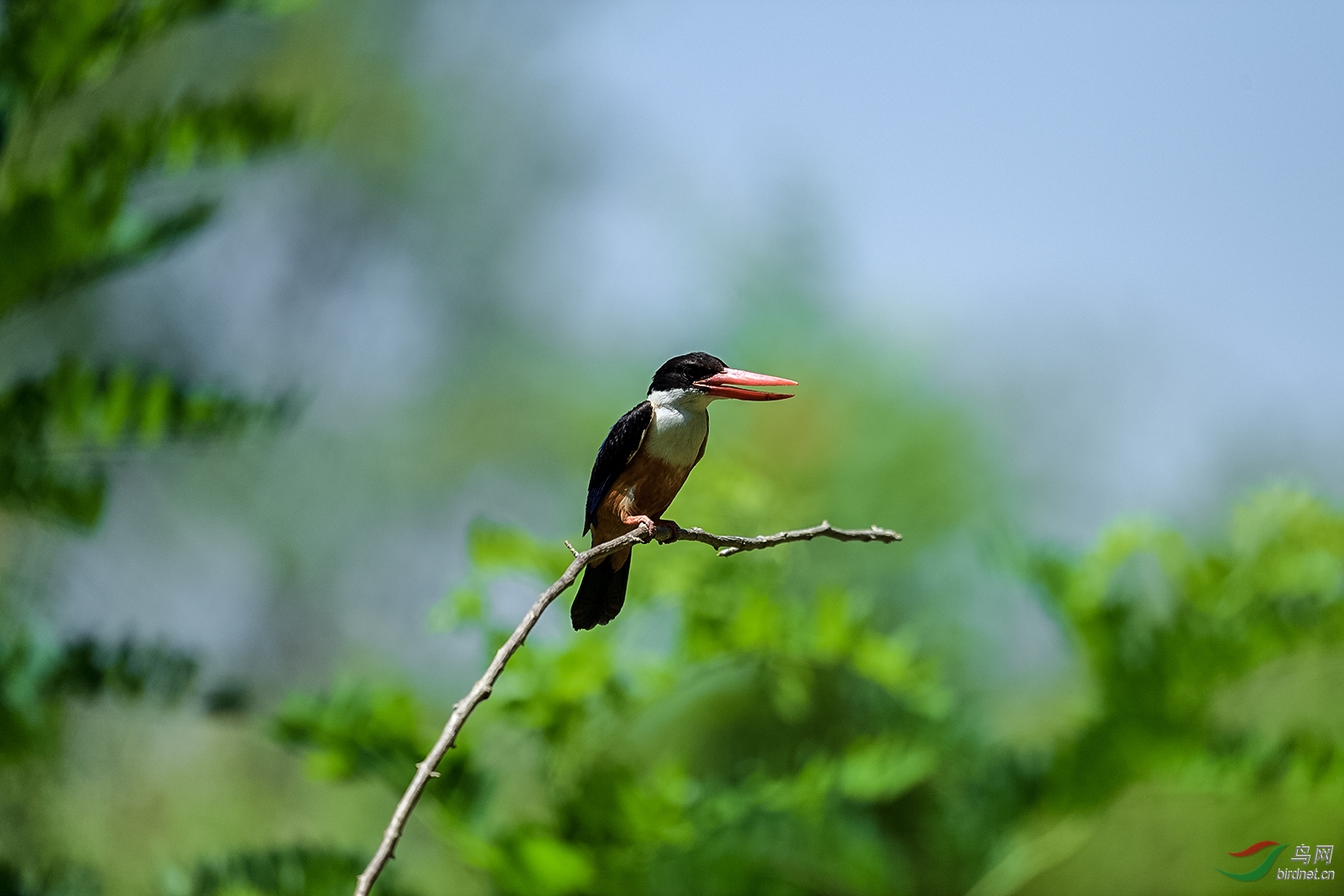 D5S_1102_6697a.jpg