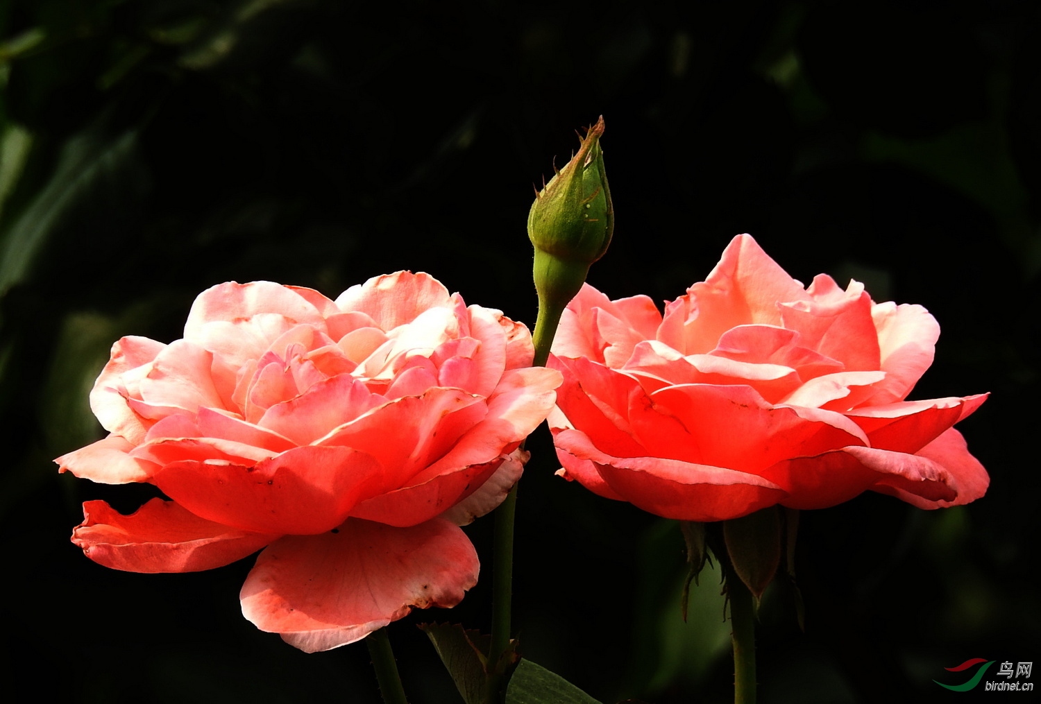DSCN1735.JPG