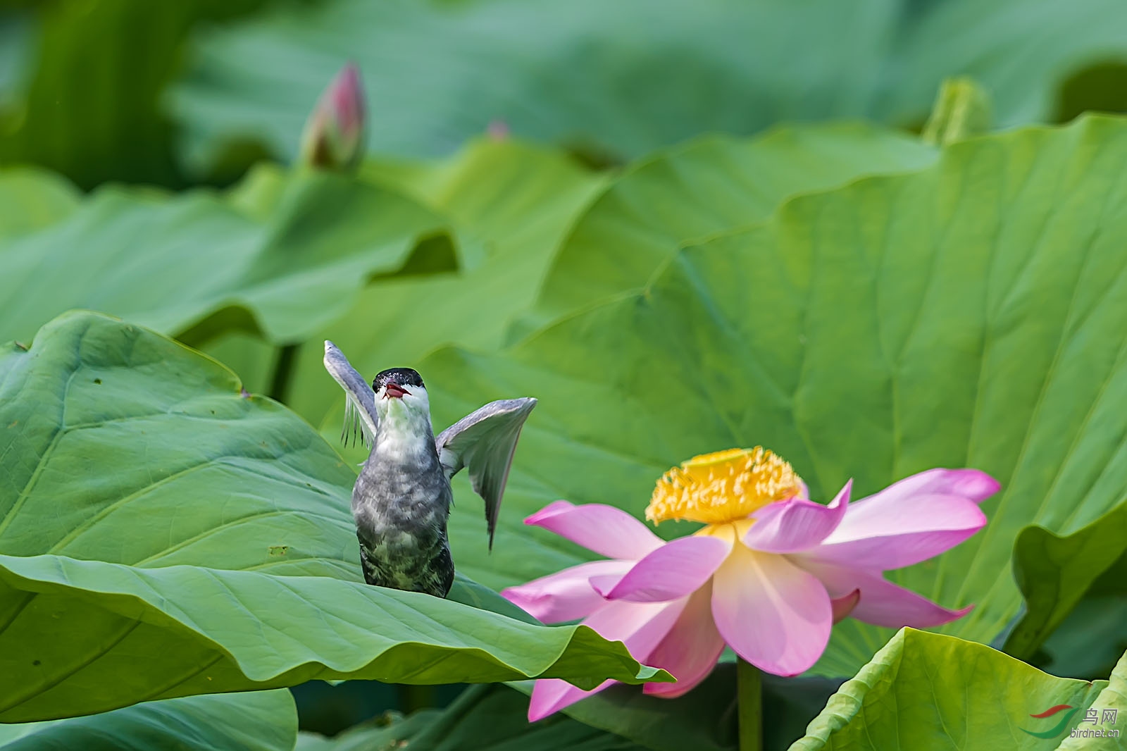 DP013859 ����.jpg