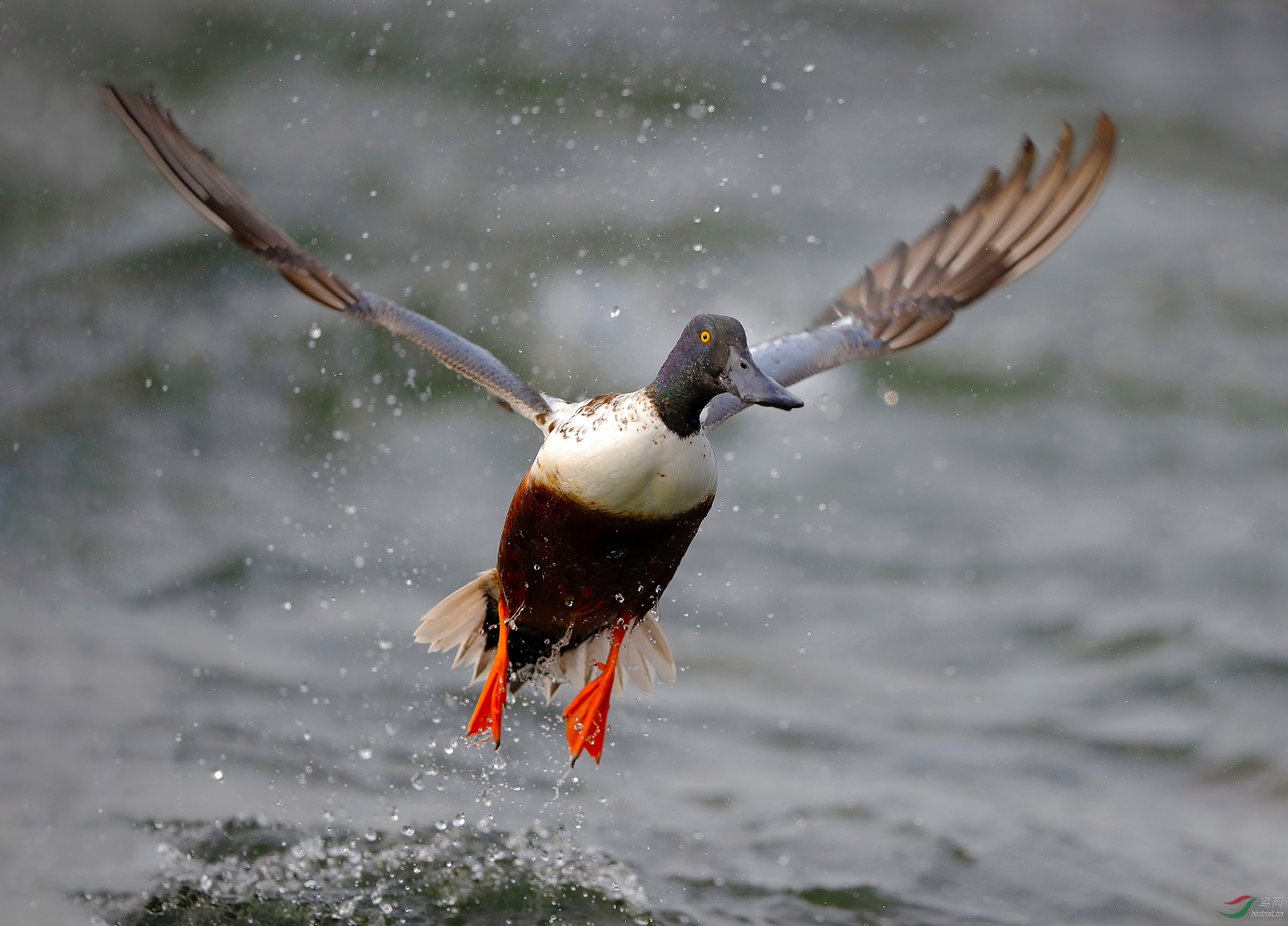 一跃而起(琵嘴鸭)
