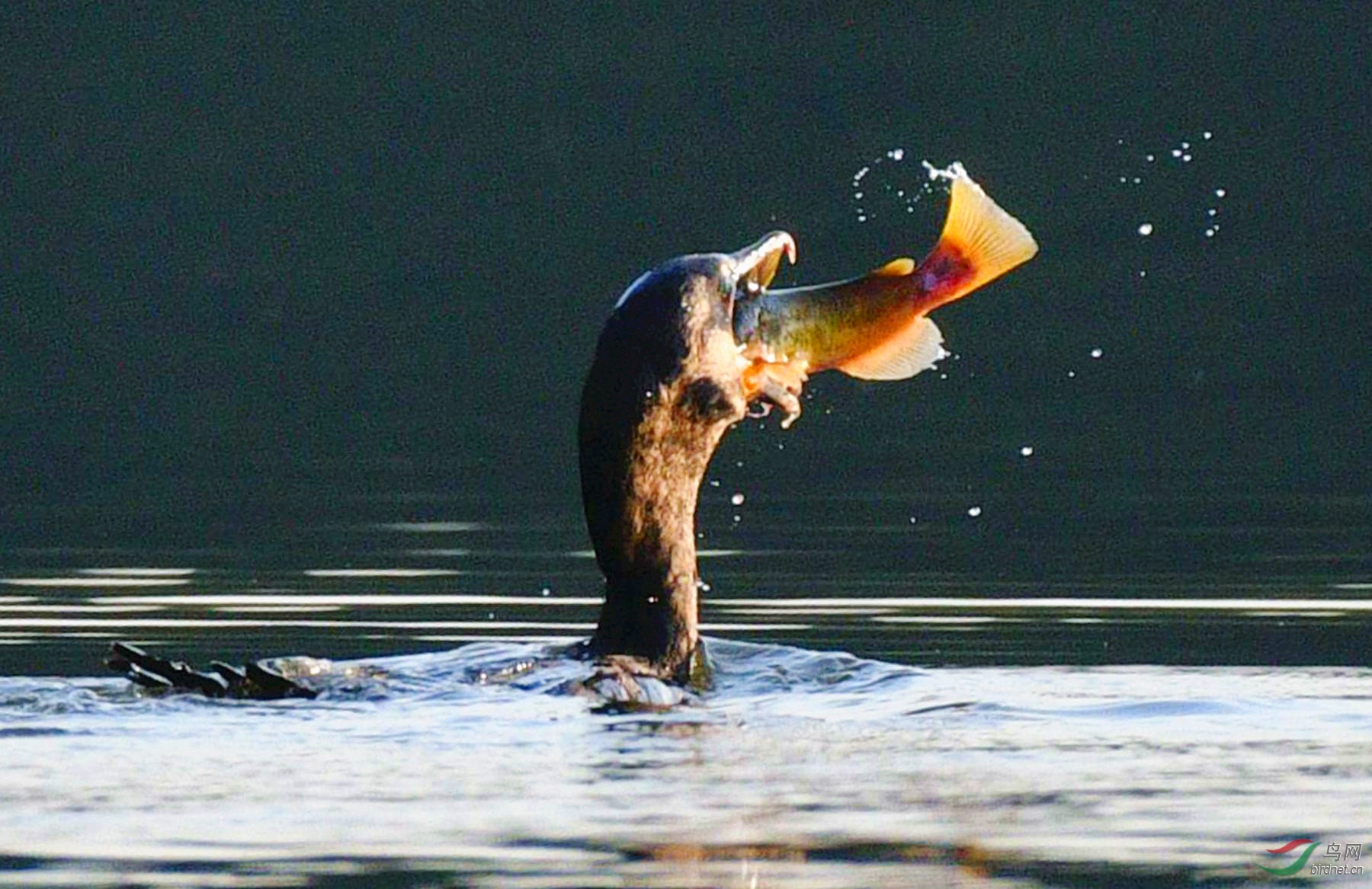 DSC_5233_����6 (1).jpg