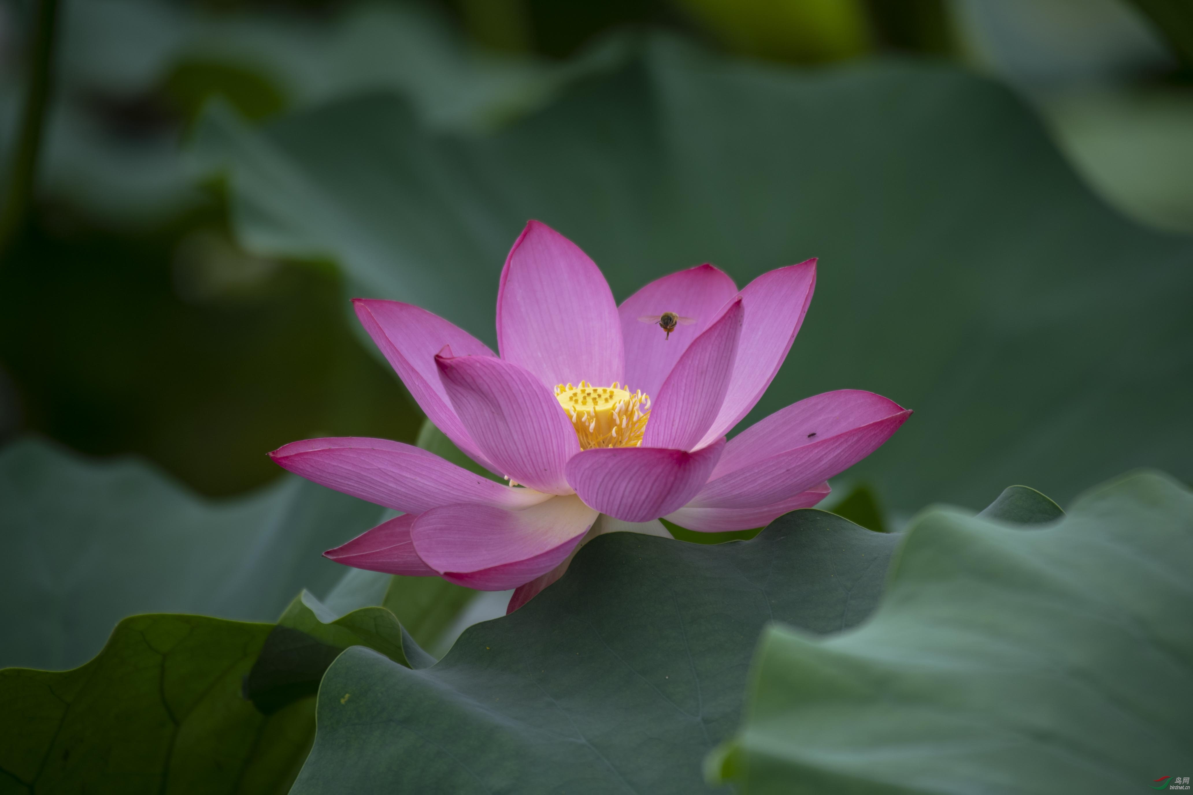 D85_0943.jpg