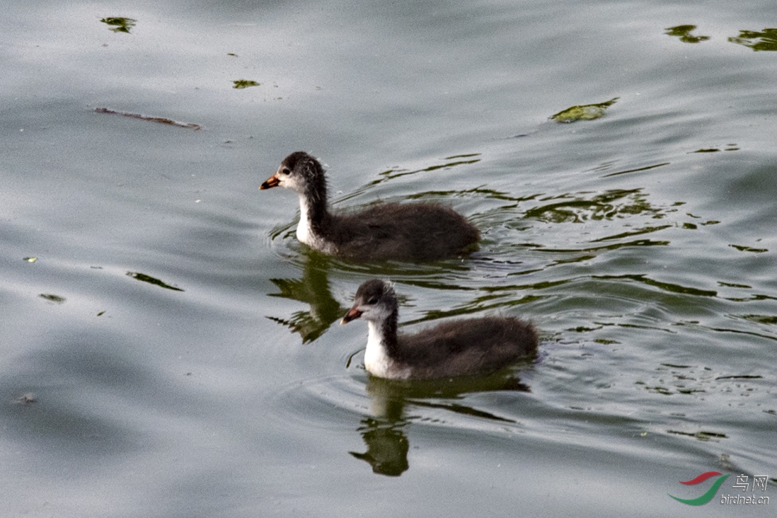 D85_1445.jpg