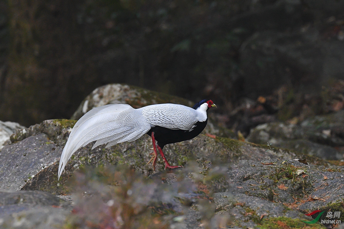 DSC_p7825.jpg