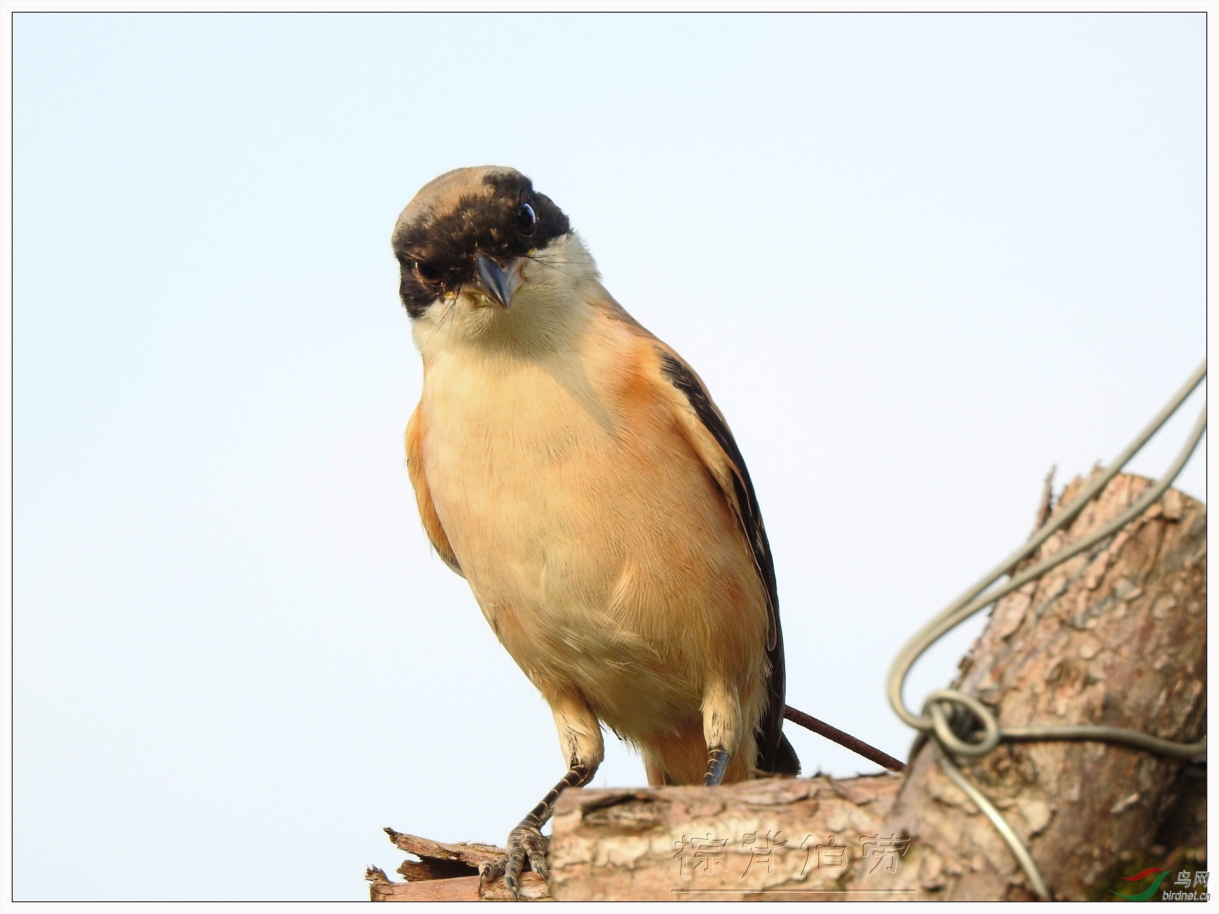 ���ͺܽ�����������