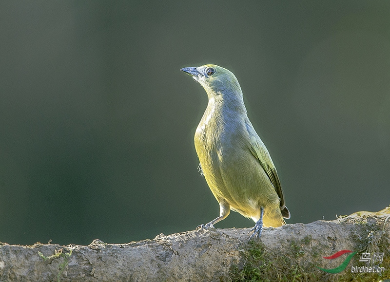 ��˹����� (3).jpg