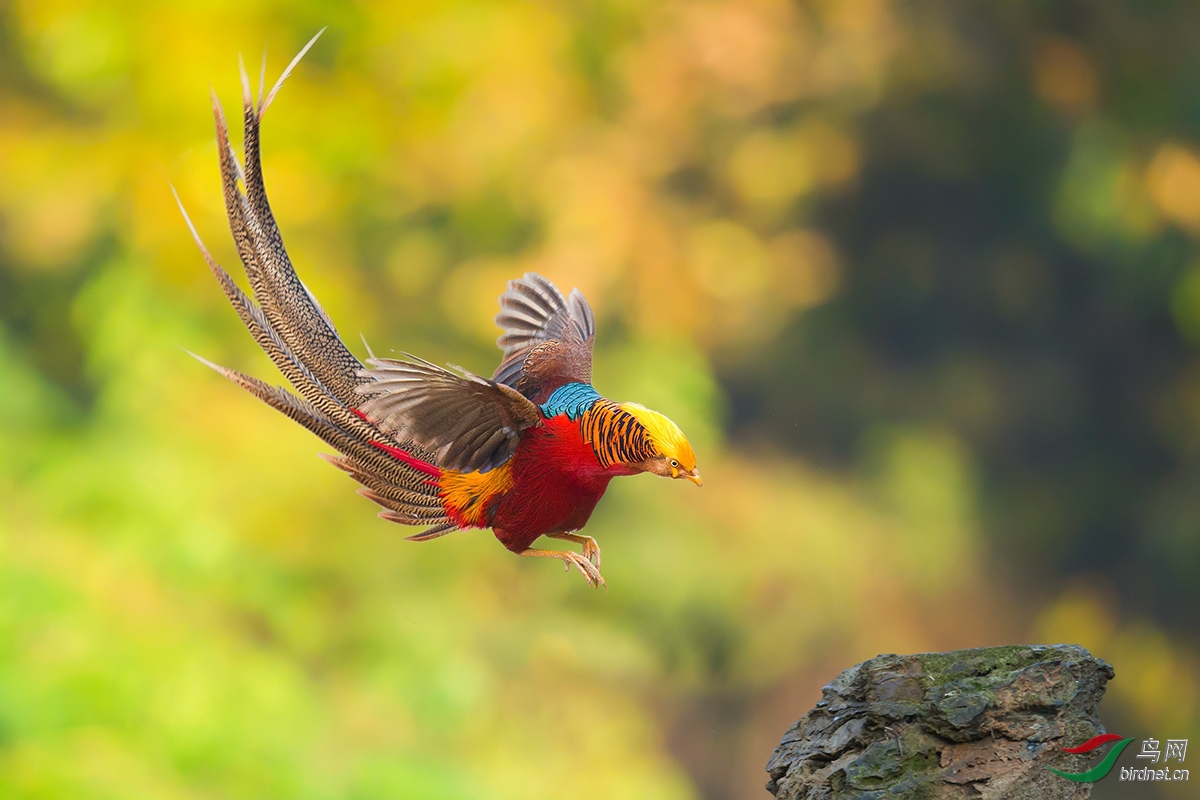 山上飞来火凤凰祝贺荣获本版佳作