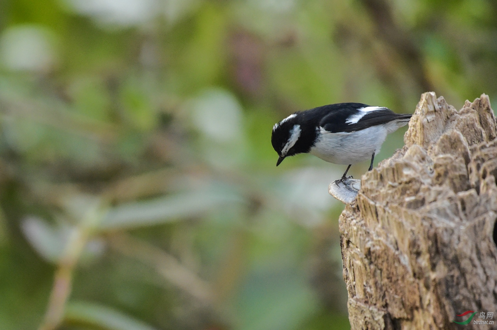 TJP_1125 - ����.jpg