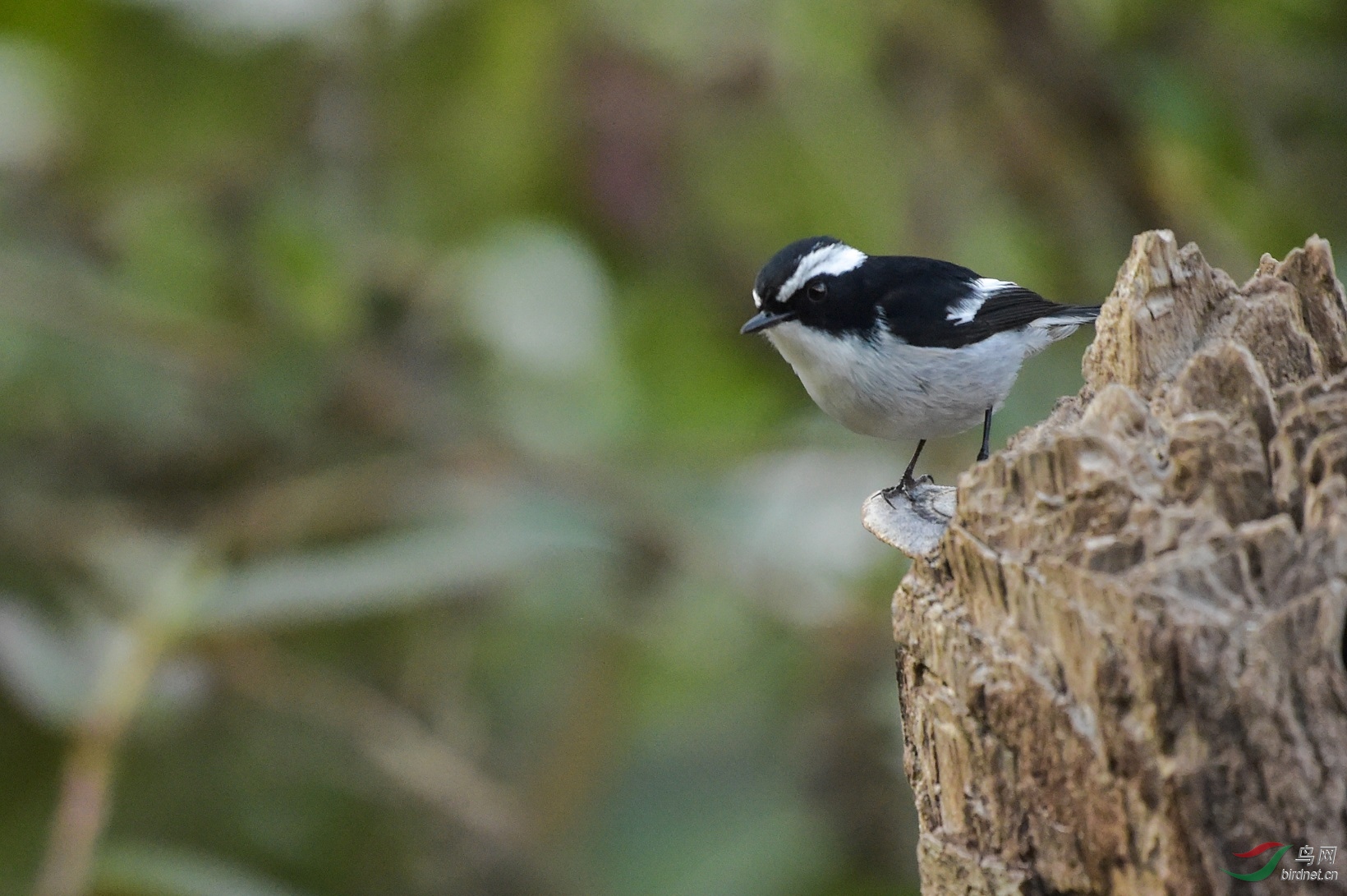 TJP_1128 - ����.jpg