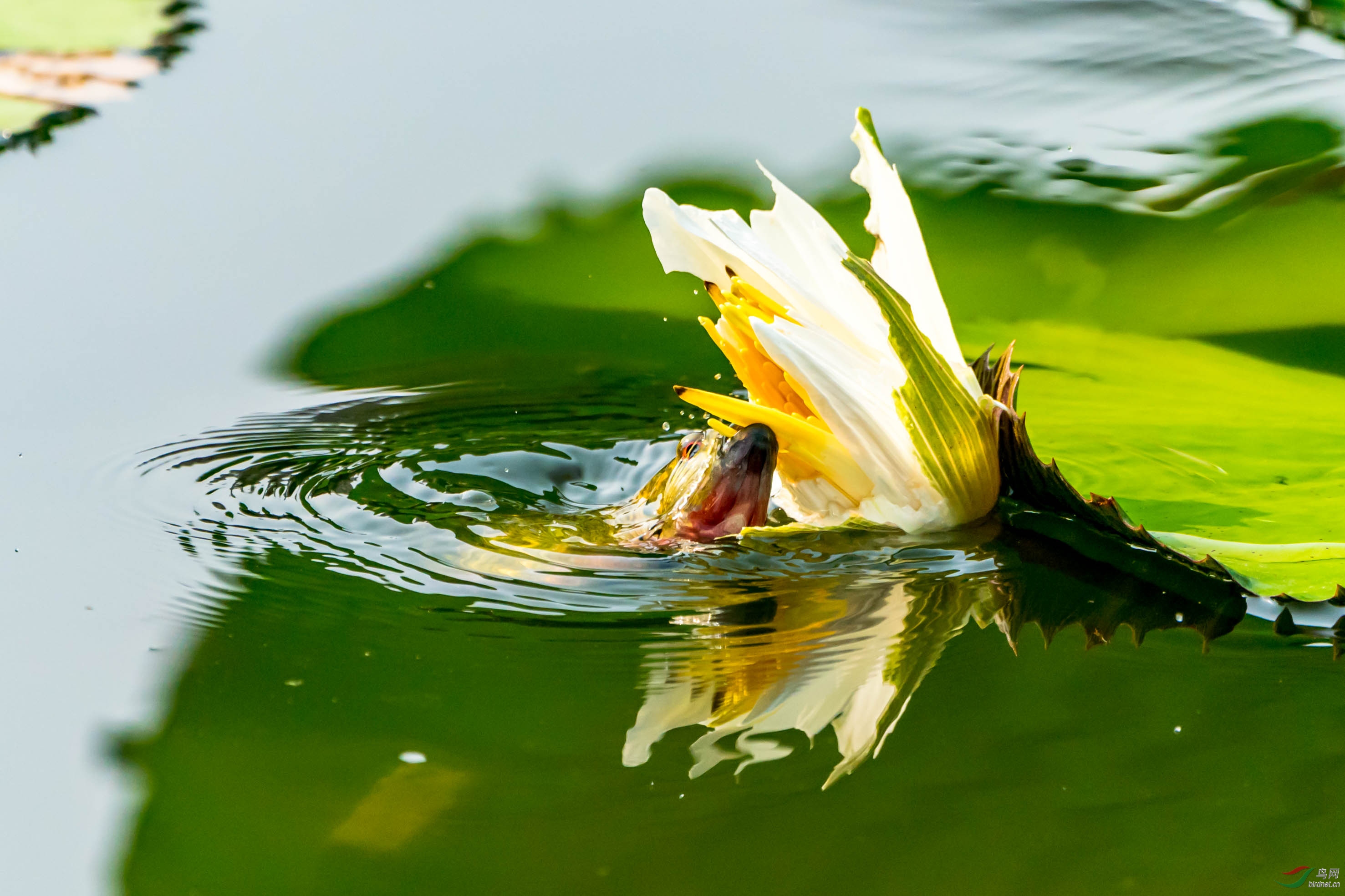 �������