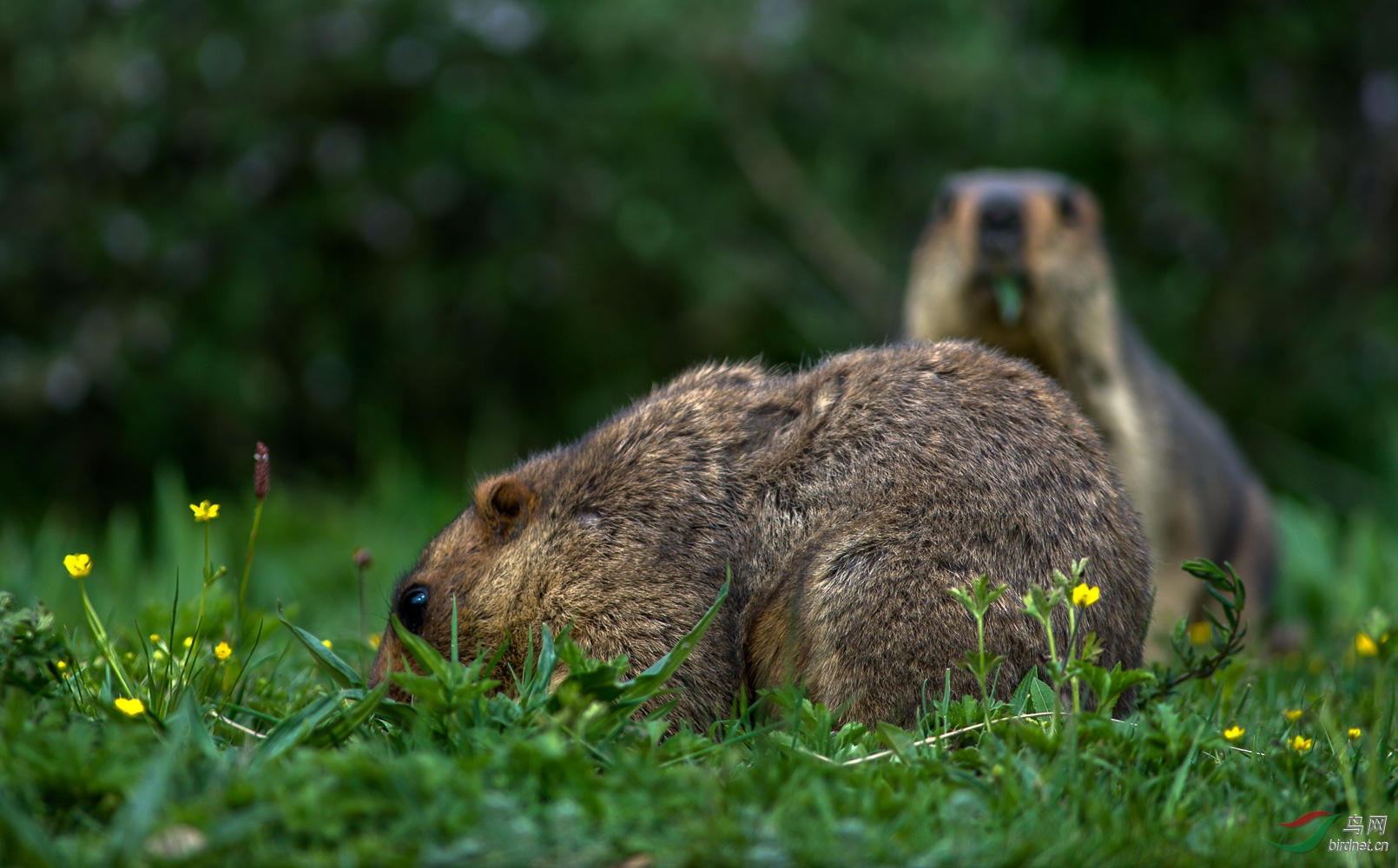 西藏的野生动物一土拨鼠