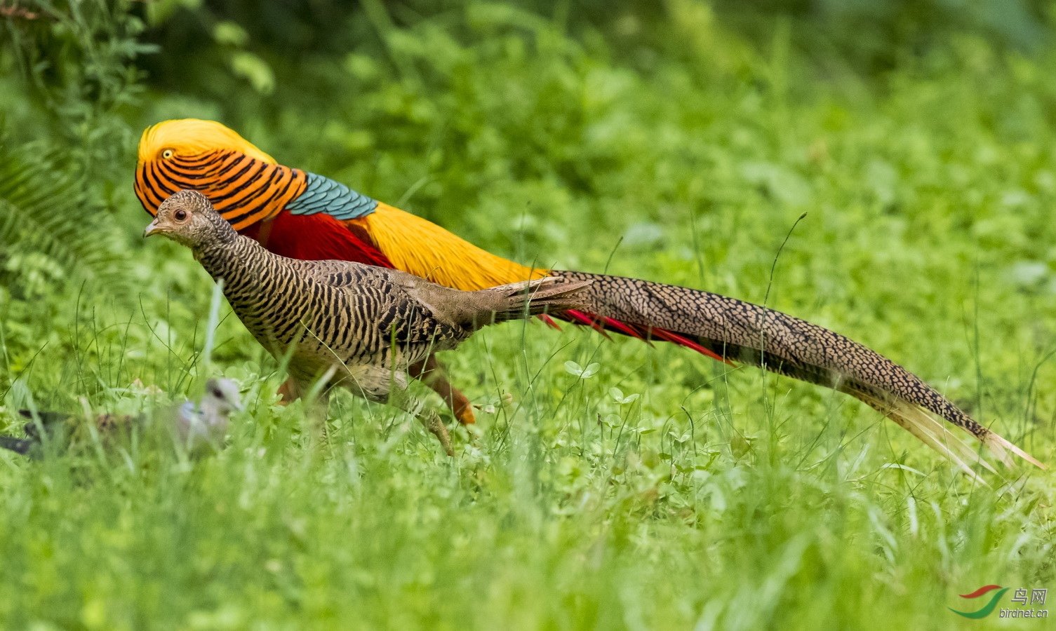 _F4I5511-1��������_�����˫ ���츹������.JPG